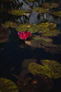 purple waterlily in bloom during daytime