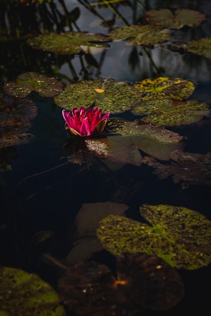 purple waterlily in bloom during daytime