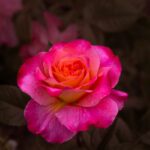 A beautiful rose blossoms with vibrant colors.