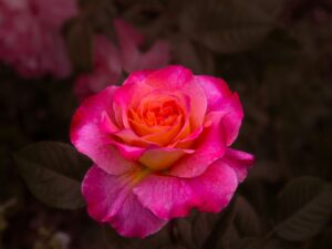 A beautiful rose blossoms with vibrant colors.