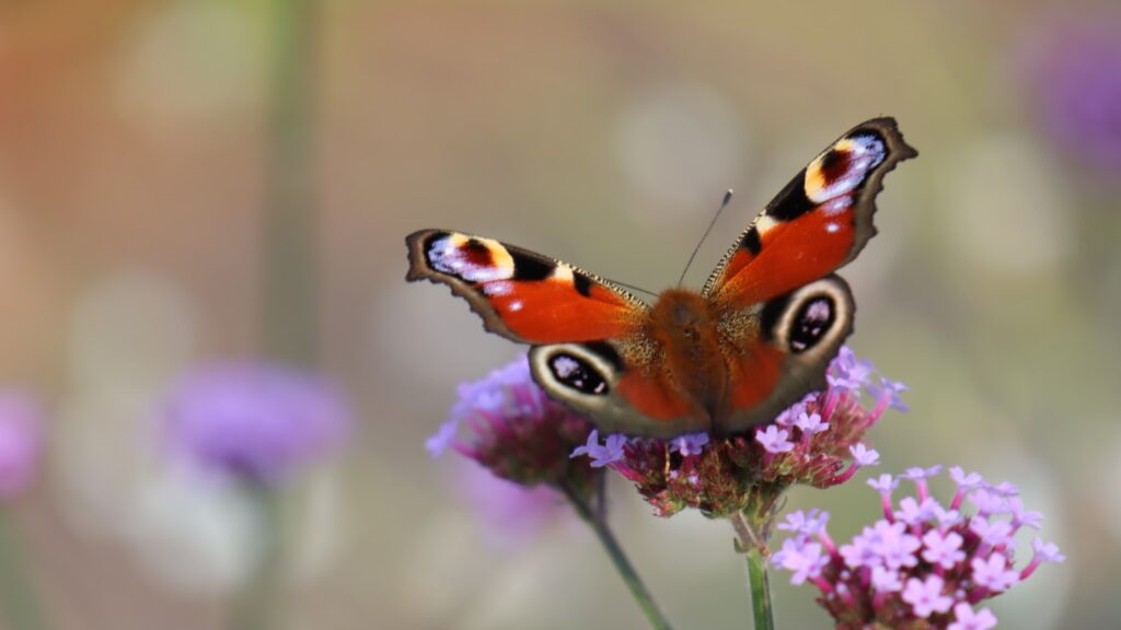 A colorful butterfly sits on purple flowers.