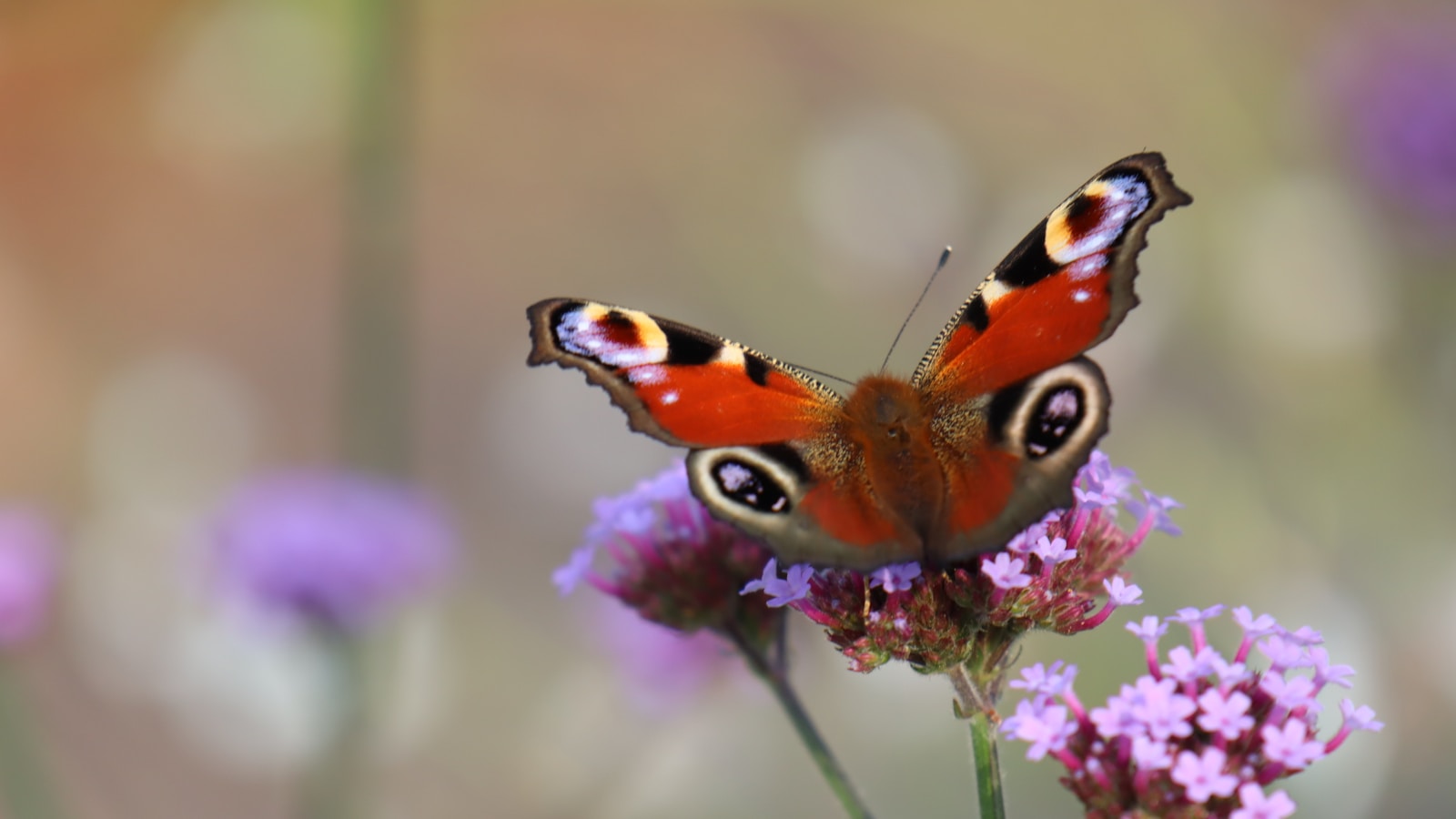 A colorful butterfly sits on purple flowers.