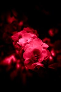 A bunch of red flowers on a black background