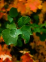 Photo by Patrick Hendry green leaf plant in tilt shift lens