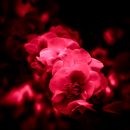 A bunch of red flowers on a black background