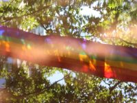 Photo by Cody Chan green trees